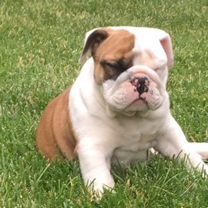 Meet your Posher, Ella